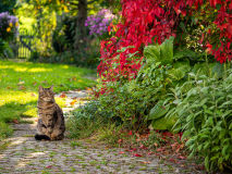 Kater_Carlo-HPD