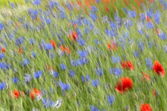MartinaK_Kornblumen-mit-Mohn