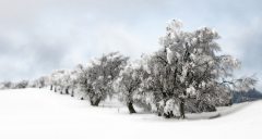 MartinaK_Winterimpression