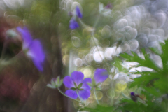 MartinaK_im-Garten