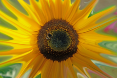 SEW-Sonnenblume