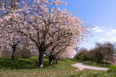 Schindl-Eli-Fruehling-Seepark