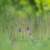 Schindl-Eli-Orchideen-bei-Grissheim
