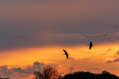 Schindl-Kraniche-im-Abendrot