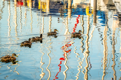 Thielen-Entenfamilie_Brouwershaven