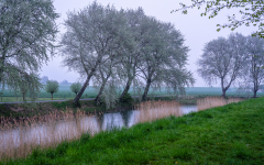 Thielen-Silberpappeln
