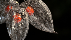 JK_Physalis