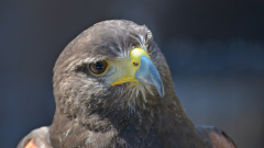 Kintzheim-Wuesten-Bussard-Portraet-top