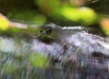 Martina-K_Spinnweben-mit-Spinne