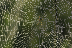 Spinnennetz_Ernst