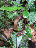 SK-Regen-im-Regenwald