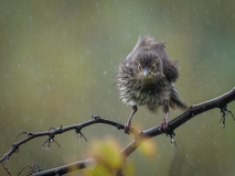 Seelmann-B_Junger-Star-im-Regen