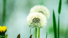 Pusteblume-fast-im-Gegenlicht