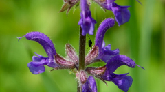 Wiesensalbei-NSG-Totengrien-bei-Istein