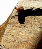 RHA-Stein-Schnecke-b