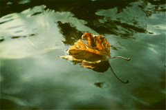 MartinaK_verwelktes-Blatt-auf-dem-See