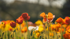 NSC-Mohn-im-Gegenlicht
