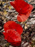 RDU-Mohn-gerade-aufgegangen