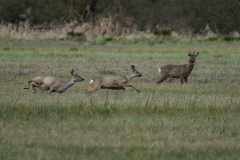 Schindl-Eli-Rehe-am-Federsee