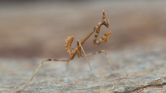JK-Mantis