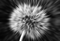 Sibylle-Pusteblume