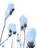Sibylle-Schnee-im-Maerz