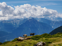 Beate-Kuehe-am-Abgrund-nah-und-fern