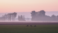 Beate-Rehe-Morgenstimmung-nah-fern
