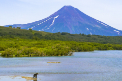 Krebs-Kamtschatka-B_r-vor-Vulkan-Illinsky