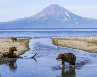 Krebs-Kamtschatka-Baeren-vor-dem-Illinsky
