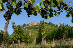 Krebs-Trauben-und-Burg-Staufen