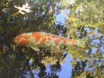 Koi-Raimund