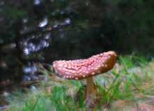 HPD-seniler-Fliegenpilz