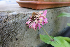 Heijo_Ein-letztes-Anlehnen_IMG_3906