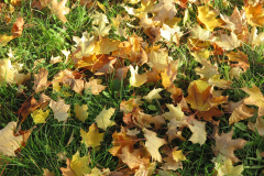 Heijo_Herbstblattsalat_IMG_3913