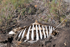 Krebs-A-liegt-schon-laenger-