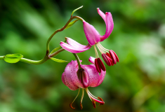 Krebs-A-vergaengliche-Pracht