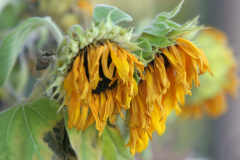 MartinaK_verwelkte-Sonnenblumen