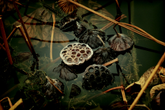 MartinaK_verwelkter-Lotus