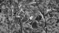 RDU-Herbstanemonen-Bollschweil