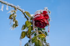 Schindl-Eli-Im-Schrebergarten-nach-frostiger-Nacht