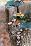 Schindl-Eli-Pilze-Pfaelzerwald