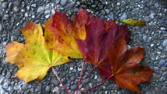 Siggi-Abgang-im-Farbenrausch