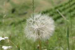 Siggi-Vergaenglichkeit-fuer-Neubeginn
