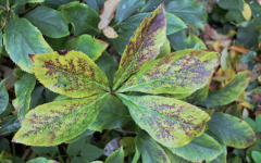 Vergaenglich-Erika-Herbst-1