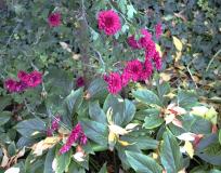 Vergaenglich-Erika-Herbst-2