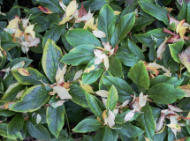 Vergaenglich-Erika-Herbst-3