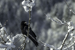 Bernard-G-Scharf-Unscharf-1