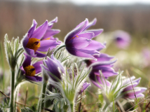 Kuechenschelle-MDA-1