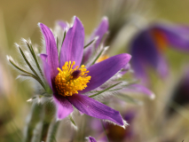 Kuechenschelle-MDA-2